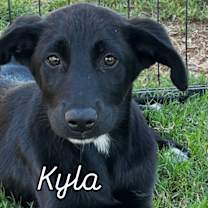 adopt-pet
