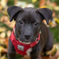 Thumbnail photo of 90's Pop Singers Litter - Mariah Carey - I'll Be Home for Christmas Promo #3