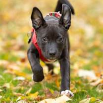 Thumbnail photo of 90's Pop Singers Litter - Mariah Carey - I'll Be Home for Christmas Promo #4