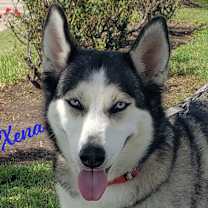 Thumbnail photo of Xena #blue-eyed-beauty #1