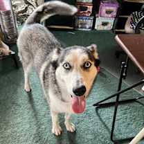 Thumbnail photo of Xena #blue-eyed-beauty #2