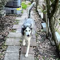 Thumbnail photo of Xena #blue-eyed-beauty #3