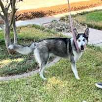 Thumbnail photo of Xena #blue-eyed-beauty #4