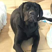 adopt-pet