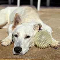 Thumbnail photo of Duke PKA Dude #4