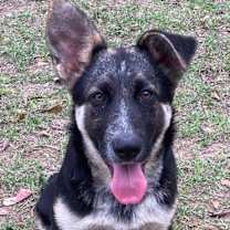 Thumbnail photo of Case #1