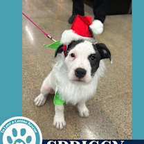 Thumbnail photo of Spriggy (Dorothy's Littles) 090625 #3