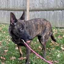 Thumbnail photo of Suki fka Rose located in NH #3