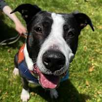 Thumbnail photo of Potato - AVAILABLE #3