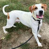 Thumbnail photo of Bartholomew #3