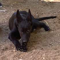 Thumbnail photo of Luna #1