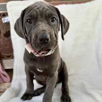 adopt-pet