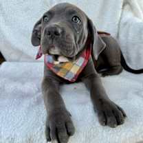 adopt-pet