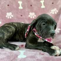 adopt-pet