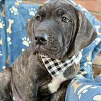 adopt-pet