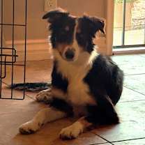 adopt-pet