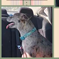 adopt-pet