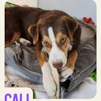 adopt-pet