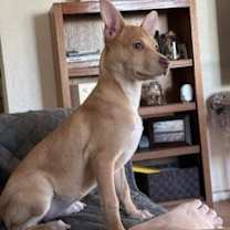 adopt-pet