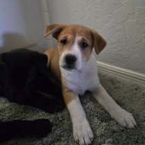 adopt-pet