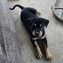 adopt-pet