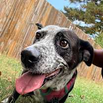 Thumbnail photo of Queen #4