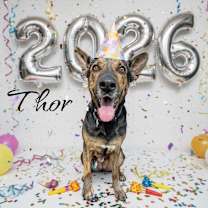 Thumbnail photo of Thor #1