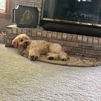 Thumbnail photo of Benji #3