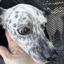 Thumbnail photo of Niva #2