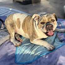 Thumbnail photo of Delilah #2