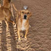 Thumbnail photo of Marvin #1