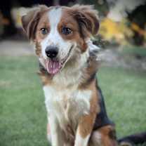 Thumbnail photo of Major #2