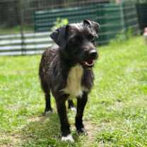 Thumbnail photo of Luna, A Dachshund-Terrier mix #3