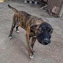 Thumbnail photo of Pepper #1