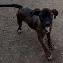 Thumbnail photo of Pepper #2