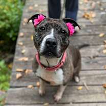 Thumbnail photo of Patty #3