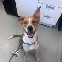 Thumbnail photo of Ford #4