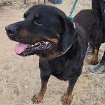 Thumbnail photo of Tyson #2