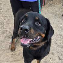 Thumbnail photo of Tyson #3