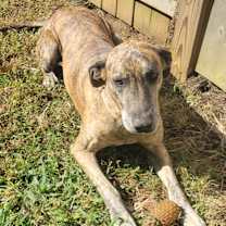 Thumbnail photo of Shinzi #4