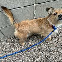 adopt-pet