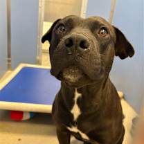 adopt-pet