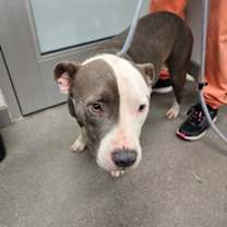 adopt-pet