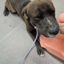 adopt-pet
