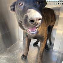adopt-pet