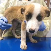 adopt-pet