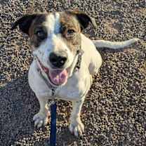 adopt-pet