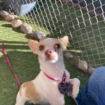 adopt-pet