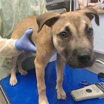 adopt-pet