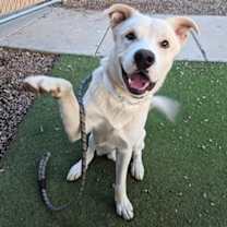adopt-pet